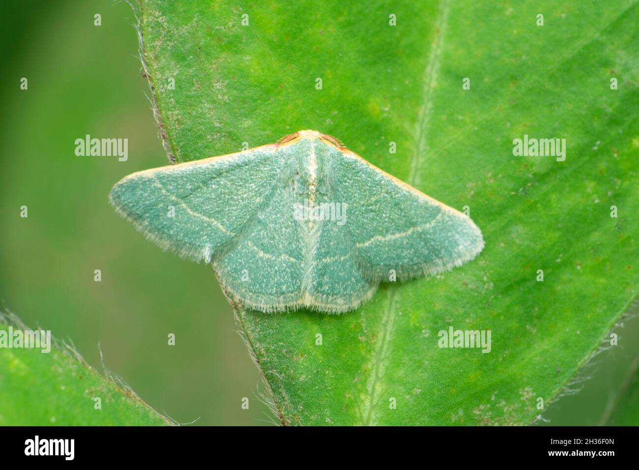 Wax moth , Galleria species, Satara, Maharashtra, India Stock Photo