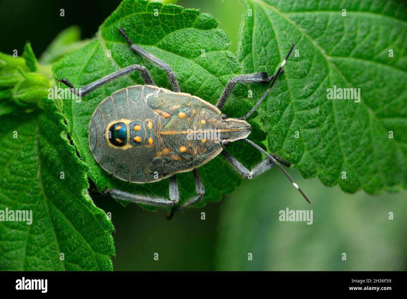 Grey giant stink bug, Satara, Maharashtra, India Stock Photo