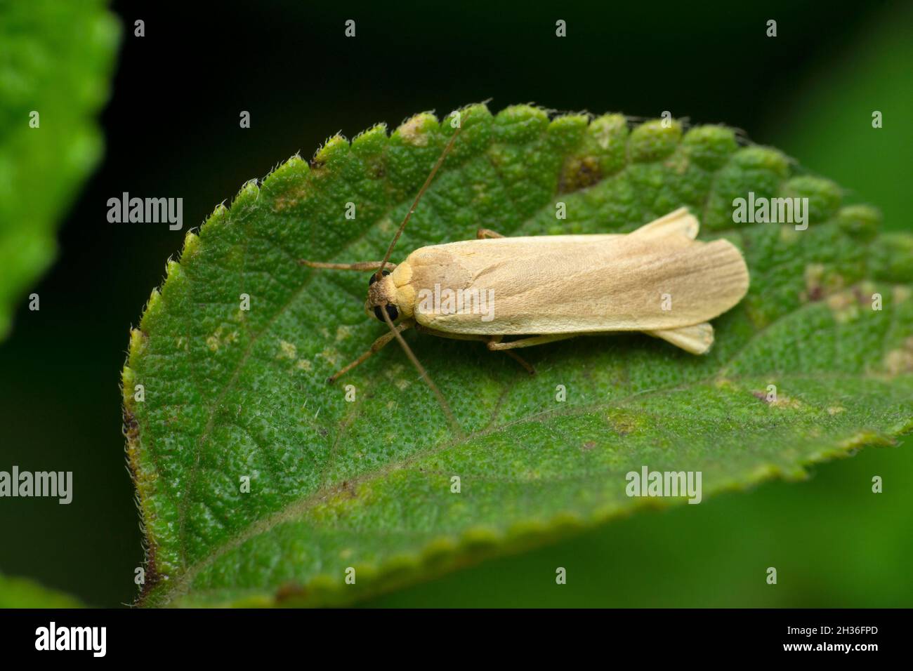 Archaeolepis mane hires stock photography and images Alamy