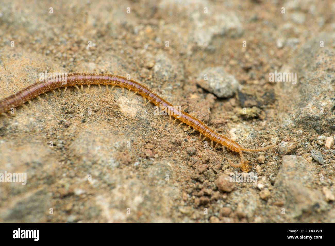 Soil dwelling centipede, Geophilus flavus, Satara, Maharashtra, India ...