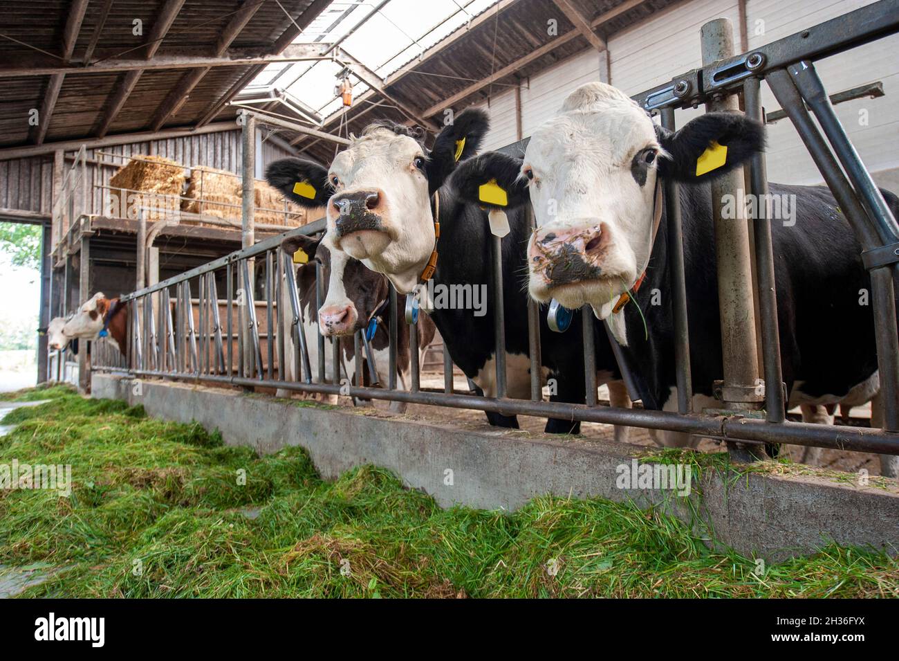 Cows in a cowshed on a Dutch farm. Stock Photo