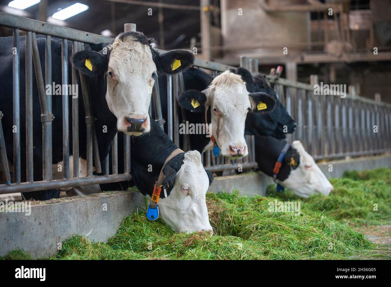 Cows in a cowshed on a Dutch farm eating fresh gras. Stock Photo