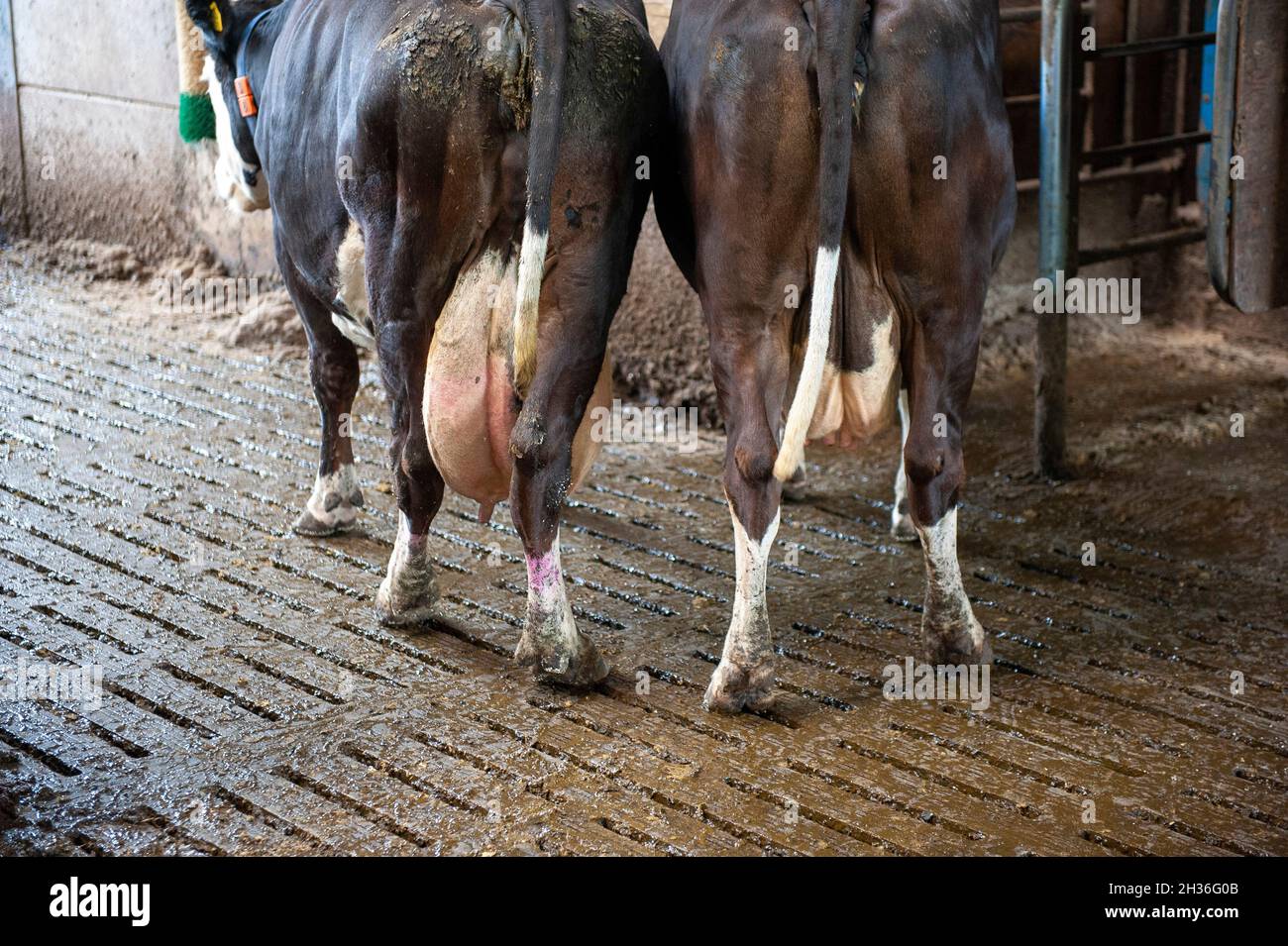 Milkcows in a cowshed on a Dutch farm. Stock Photo