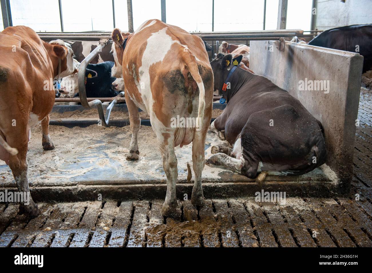 A cows in a cowshed on a Dutch farm is defecating. Stock Photo