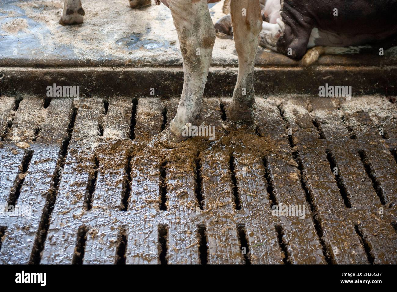 A milkcow in a cowshed on a Dutch farm has just pooped. Stock Photo