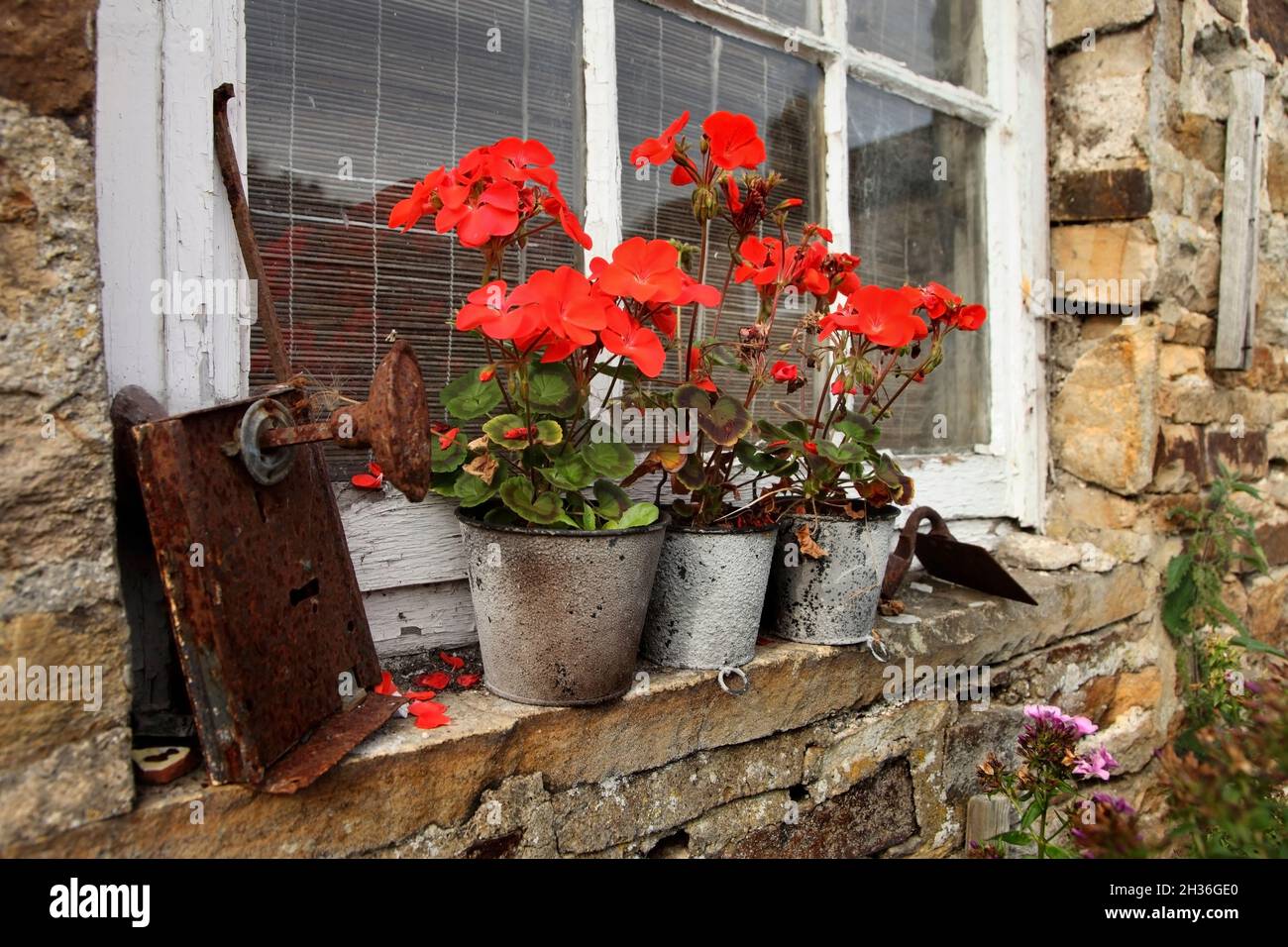 Flowers on windowledge of traditional stone cottage with sash windows in Blanchland, Northumberland, UK, Stock Photo