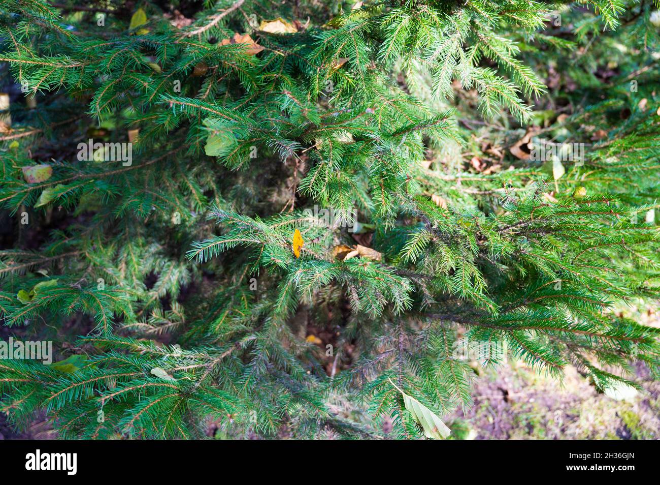 Wood fir branches background hi-res stock photography and images - Alamy
