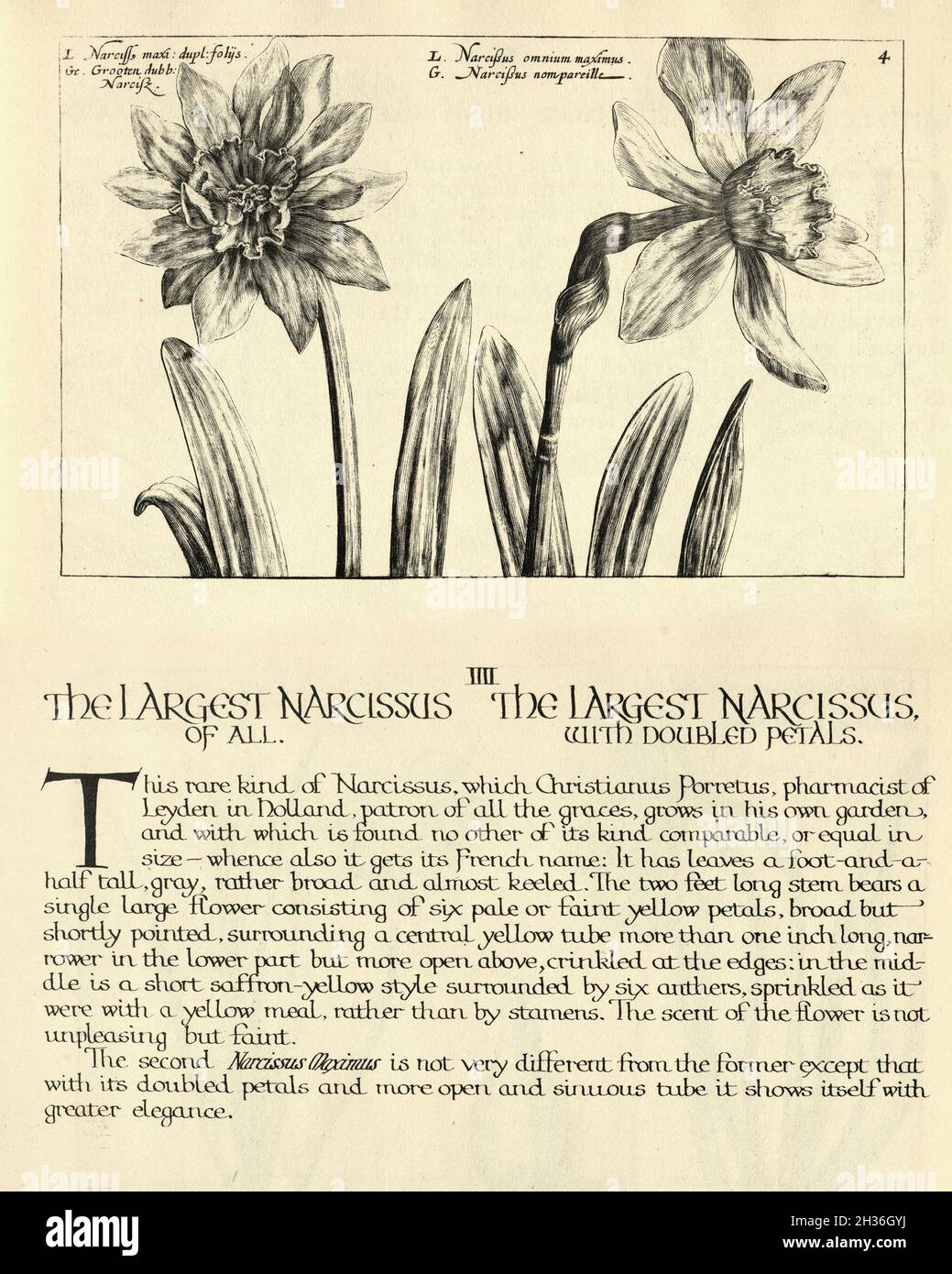 Botanical print of Largest Narcissusm Daffodils from Hortus Floridus by Crispin de Passe, Vintage illustration Stock Photo