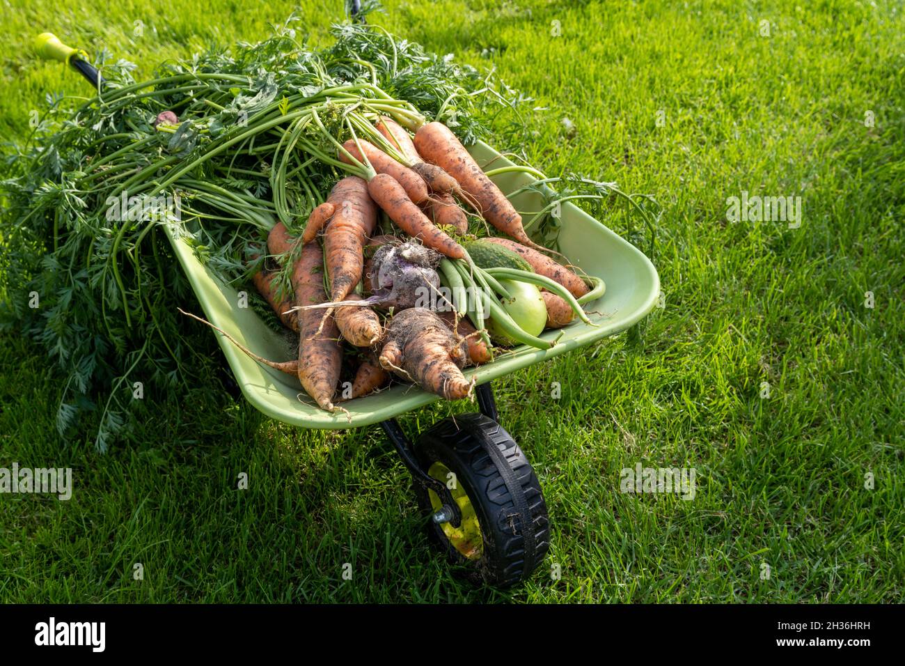Wheelbarrow vegetable garden gardening hires stock photography and