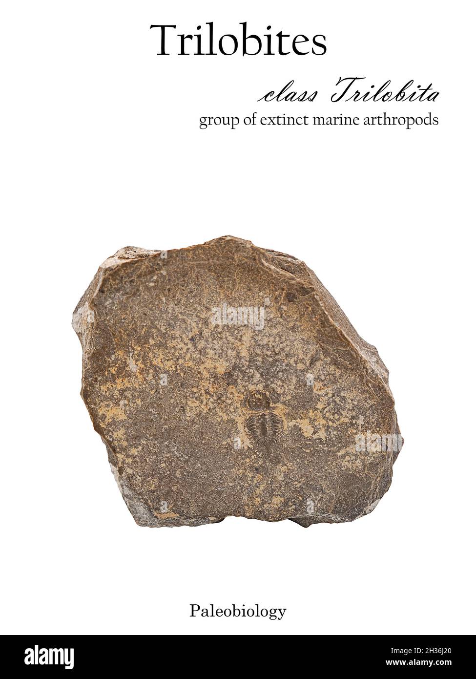 Imprint fossilized animal trilobite in stone isolated on white Stock Photo