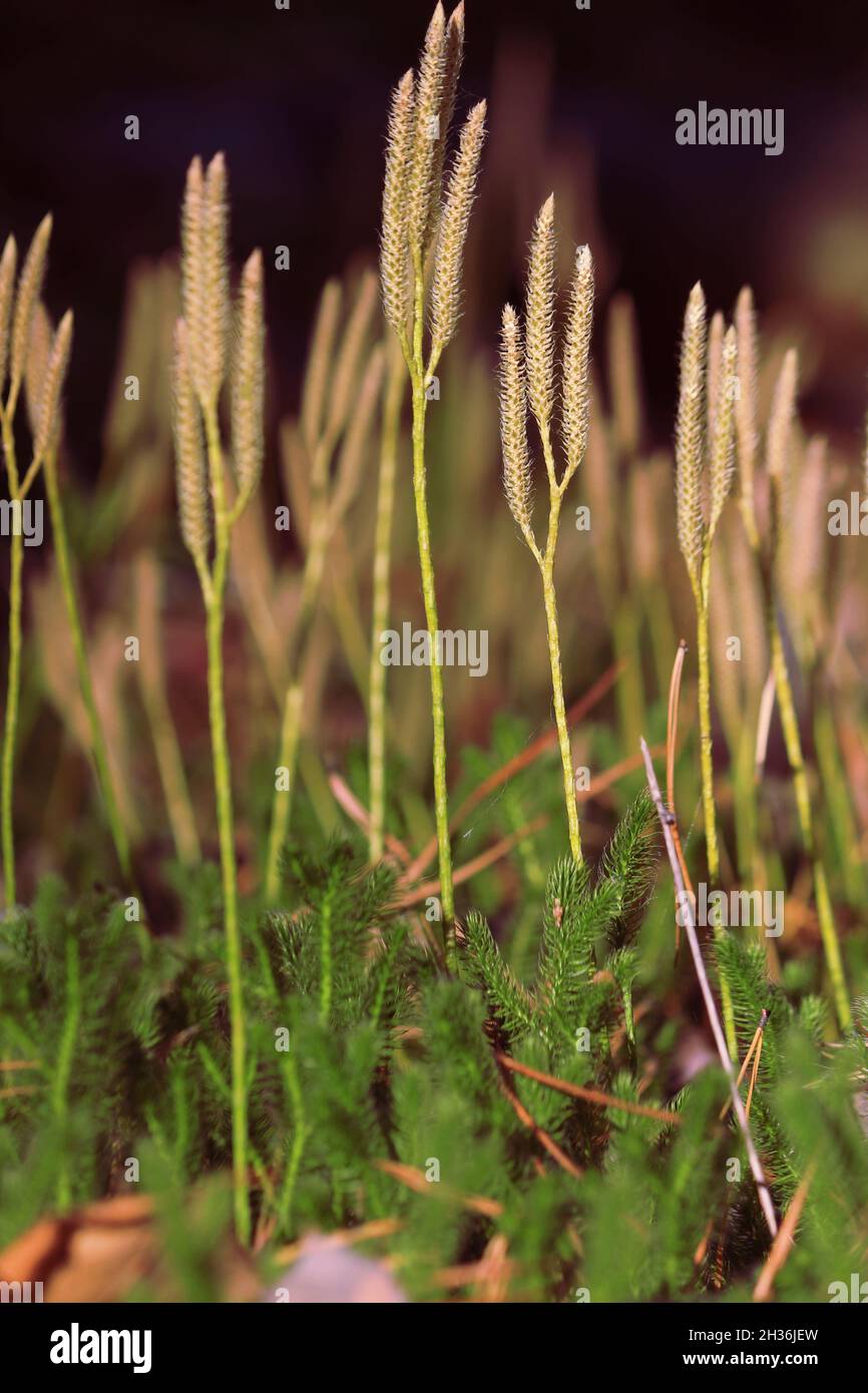 Lycopodium clavatum, Common Club-Moss, Stag's Horn, running pine, stag's-horn clubmoss. Vertical shoots with sporophylls of Running Clubmoss. Stock Photo