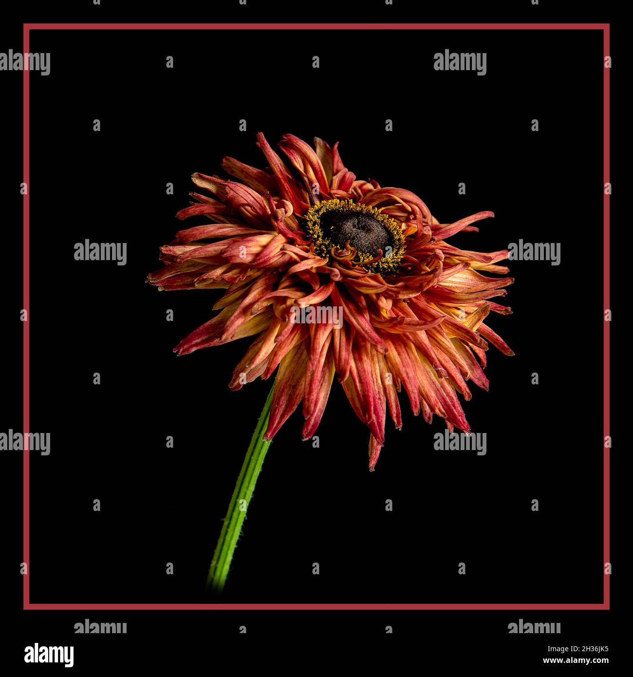 Red-head Gazania Stock Photo