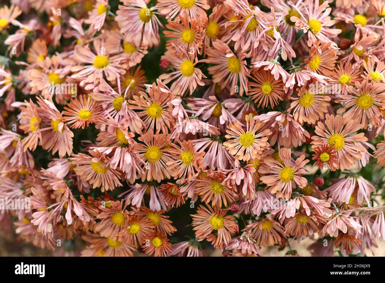 Chrysanthemum koreanum Funtime close up Stock Photo