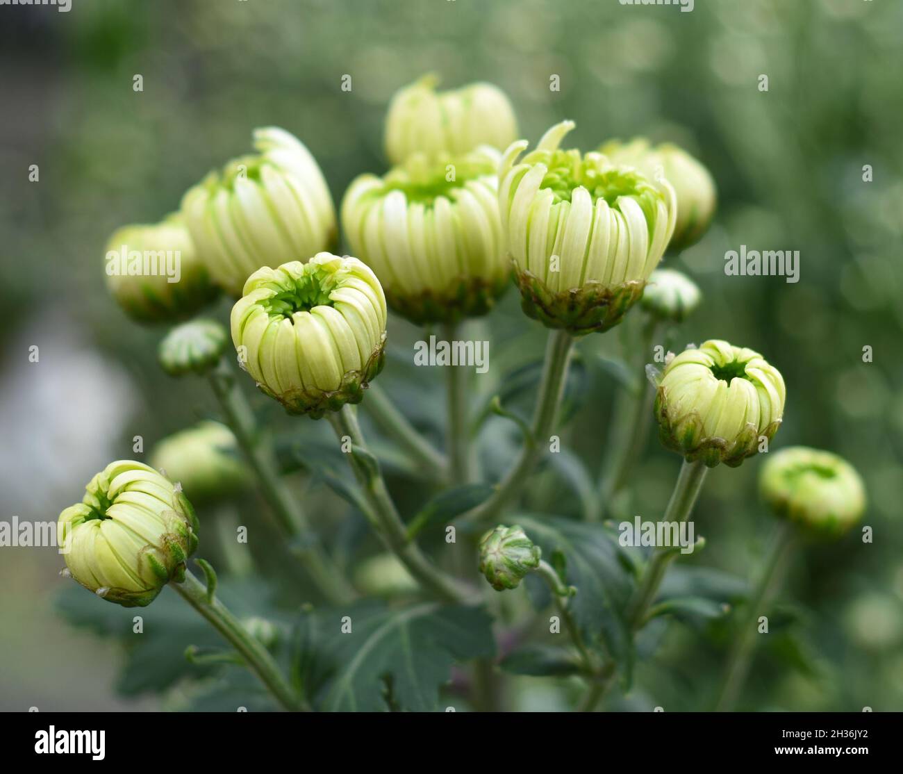 Chrysanthemum koreanum Lime close up Stock Photo