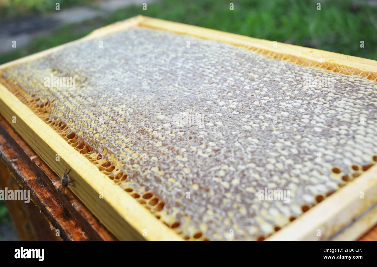 Close up on raw Benefits of eating natural Stock