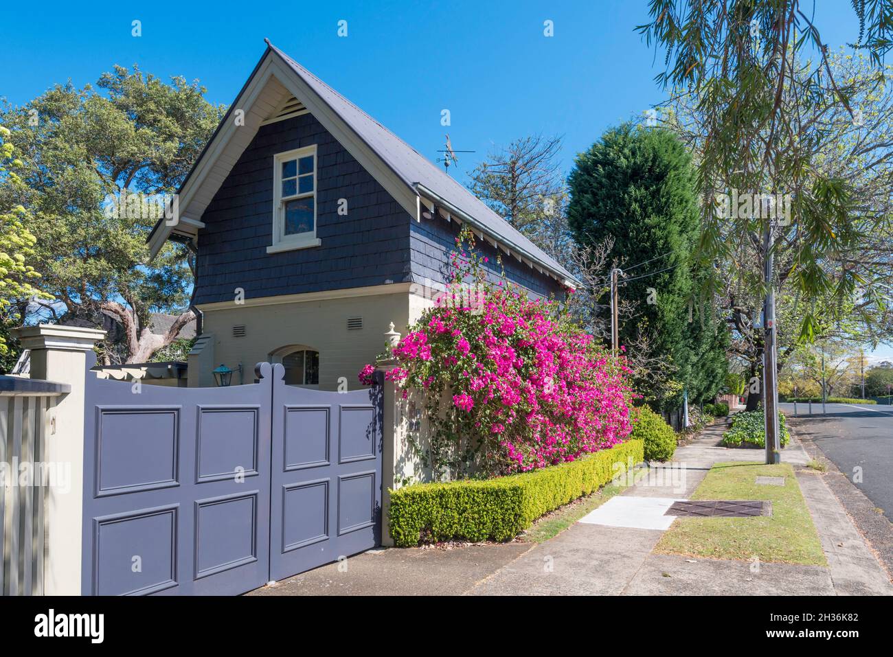 A large pink Bougainvillea Glabra vine in flower, growing on a street facing fence of a heritage property in Telegraph Road, Pymble, Sydney, Australia Stock Photo