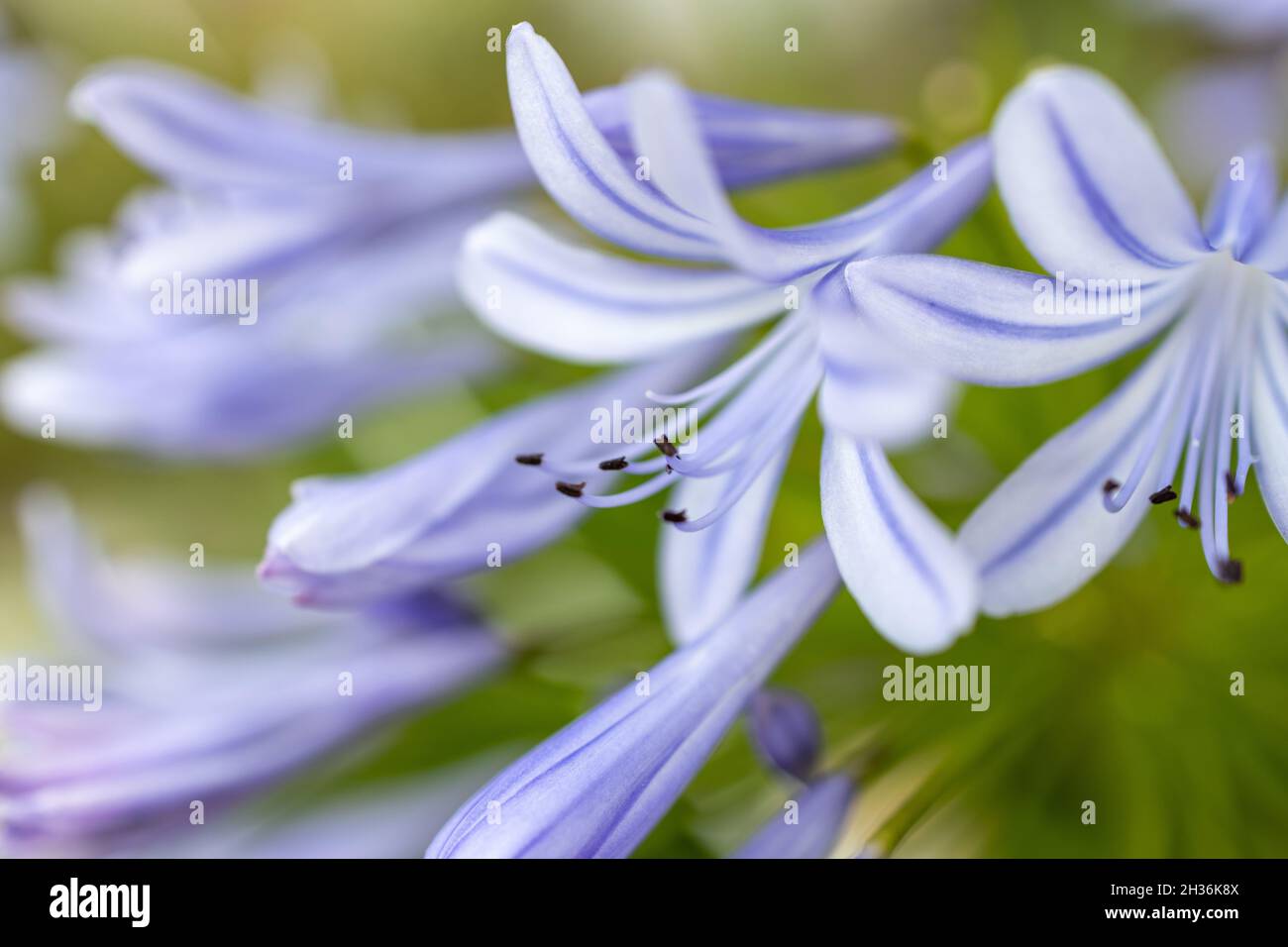 Selective closeup of Agapanthus flowers Stock Photo