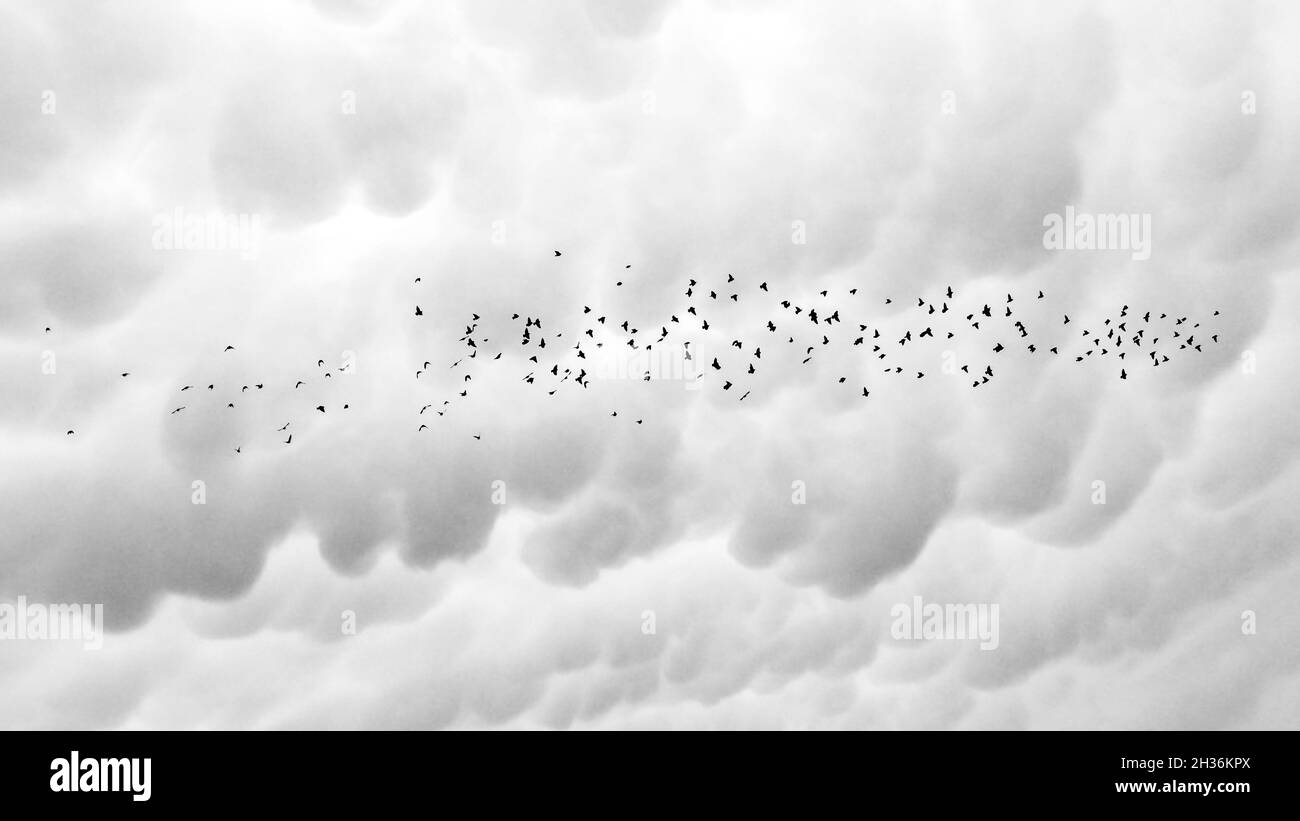 Flock of birds flying under a gloomy sky Stock Photo - Alamy