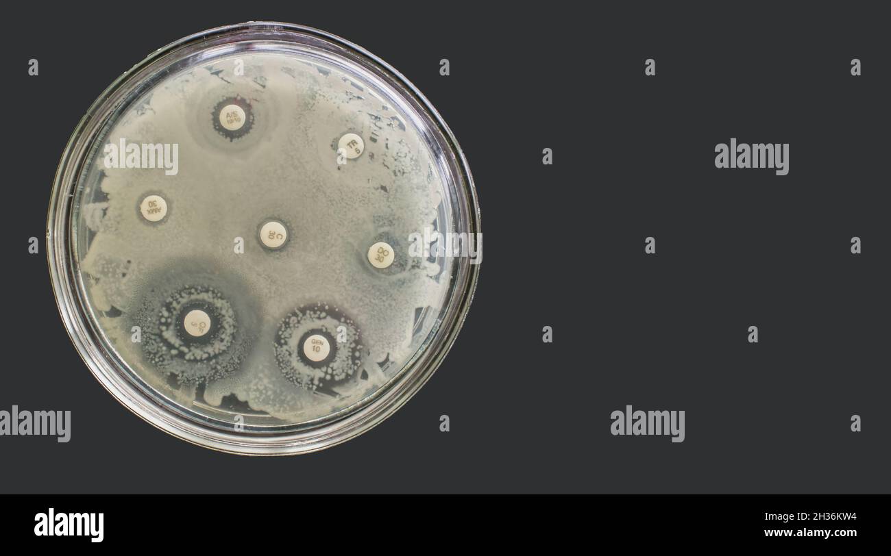 Antibiogram multiple drug resistance bacteria Antimicrobial Susceptibility Test Stock Photo Alamy