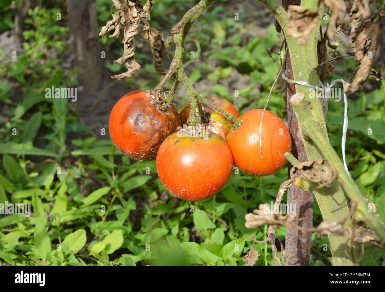 Close up on phytophthora infestans is an oomycete that causes the serious tomatoes disease known as late blight or potato blight. Stock Photo