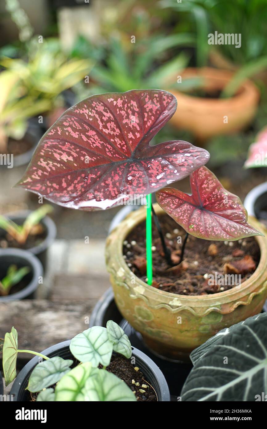 Thai Caladium named Pra Ya Mon, dark red leaf and black twig Stock Photo