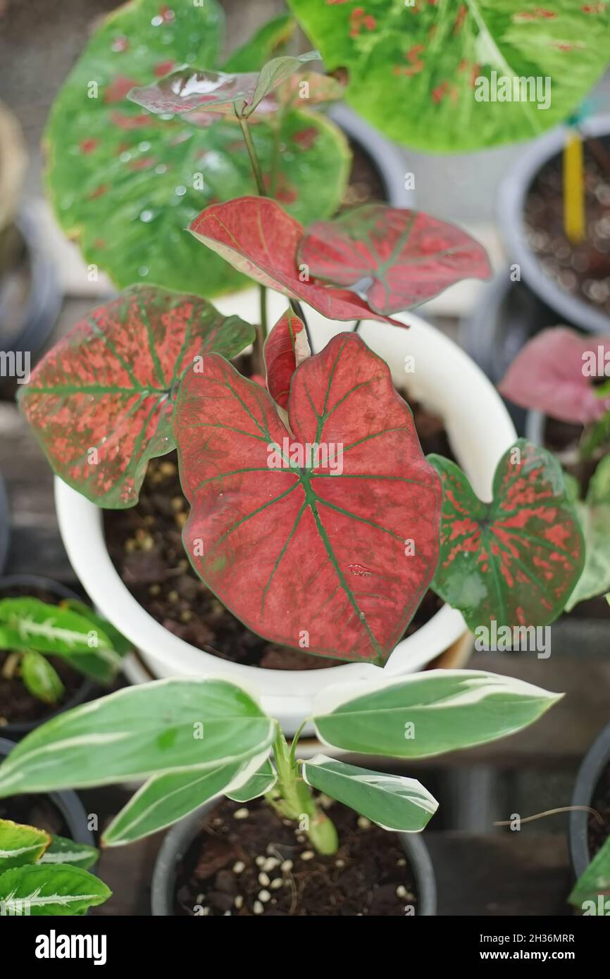 Thai Caladium named Bubble, red and green leaf. Stock Photo