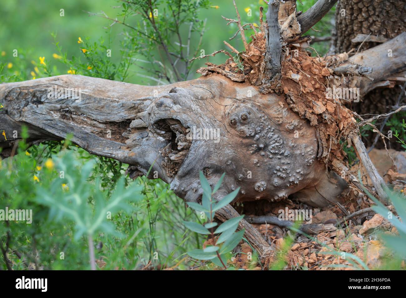 an old tree trunk in the forest Stock Photo