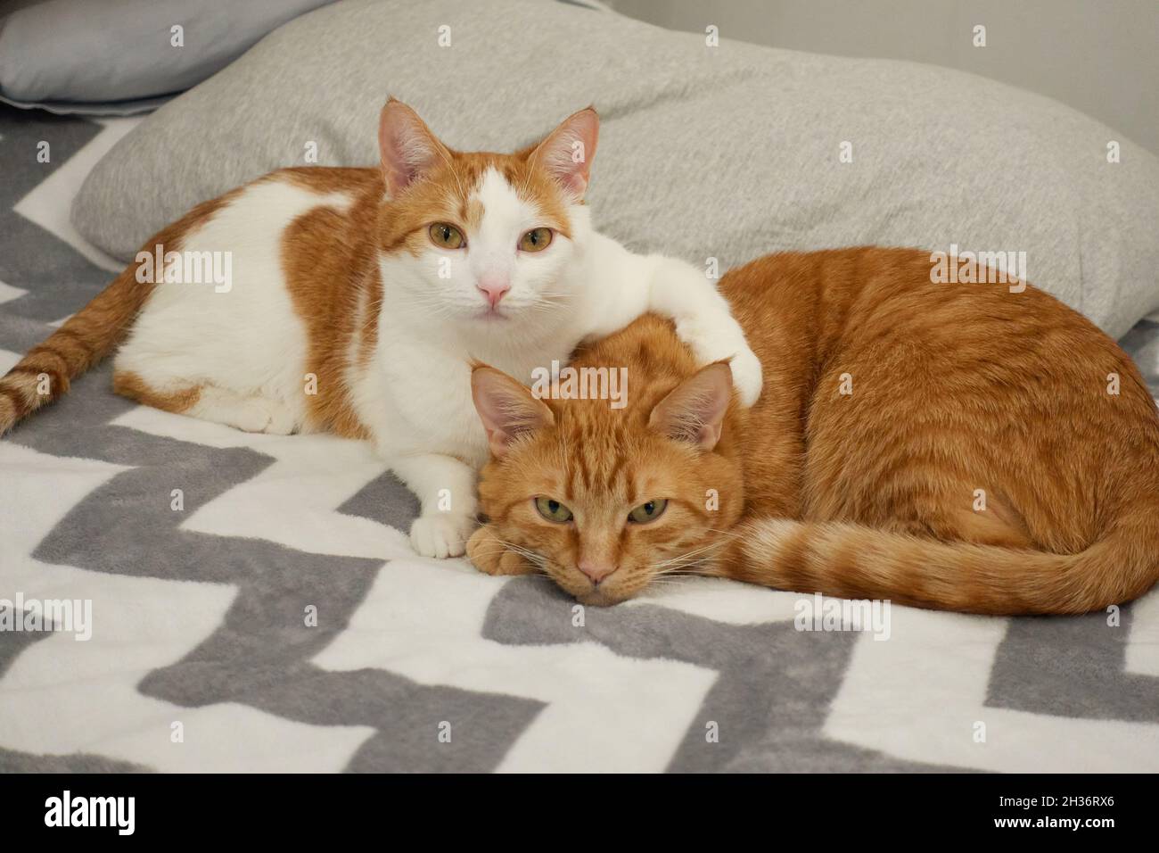 Domesticated cats leisure time or rest concept. White and red cat making a hug with cute lazy ginger tabby cat on a bed with gray blanket near the pillow. High quality photo Stock Photo