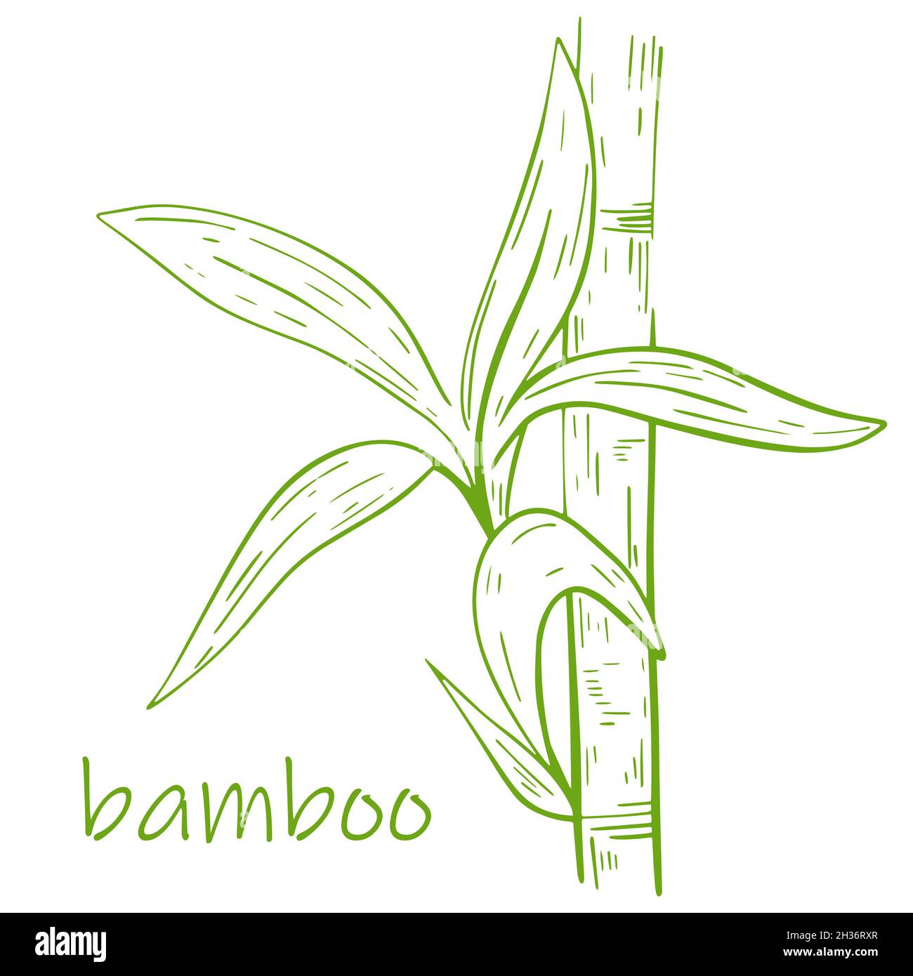 Bamboo stem with leaves hand engraved, vector illustration. Stock Vector