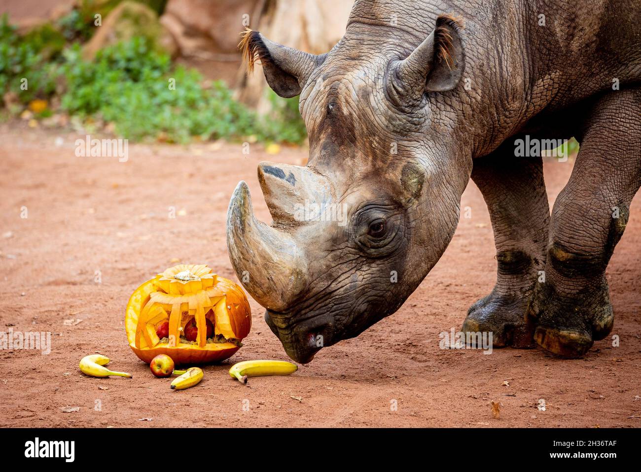 Rhino Rescue with Uma Thurman