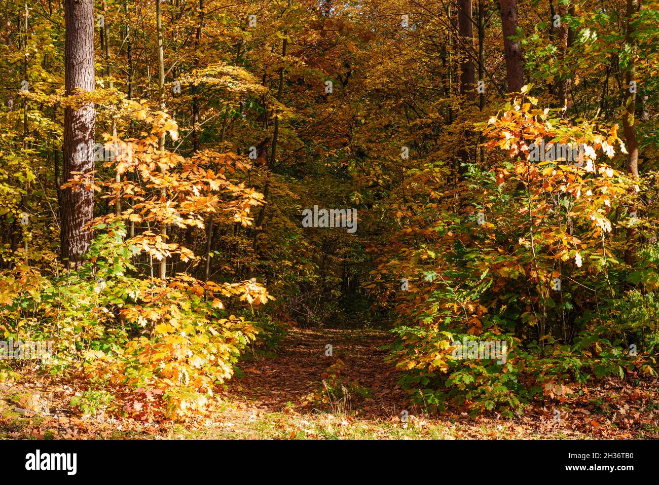 Leafy forest. Young trees and shrubs grow among tall, old trees. It is autumn, the leaves are