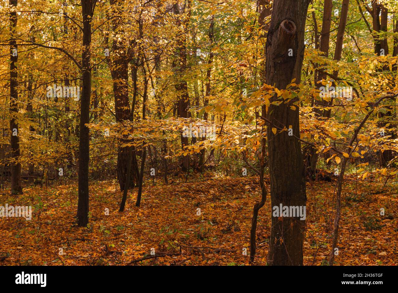 Leafy forest. Young trees and shrubs grow among tall, old trees. It is autumn, the leaves are yellow. It's a sunny day. Stock Photo