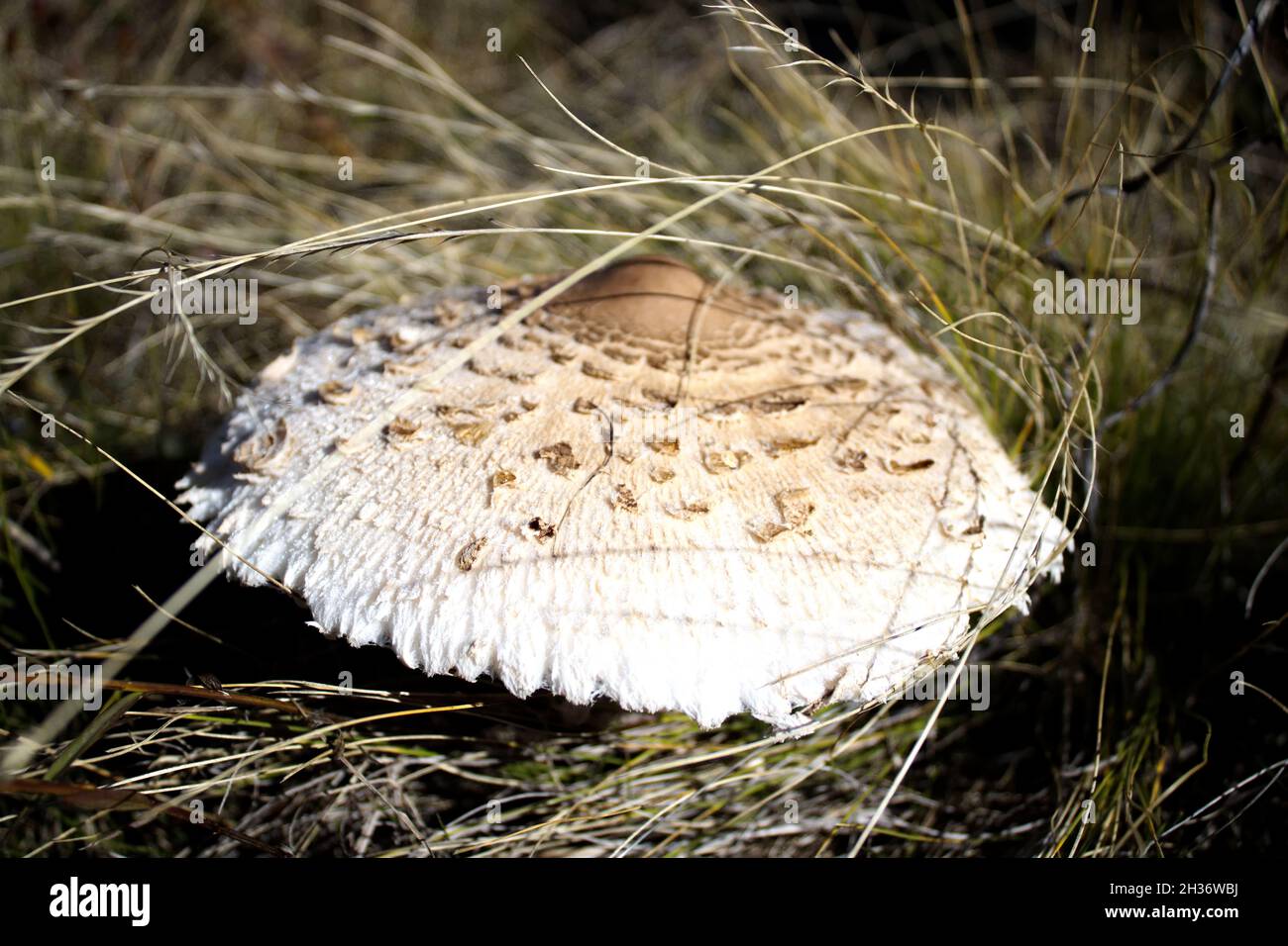 Closeup shot of a mushroom with a large cap Stock Photo