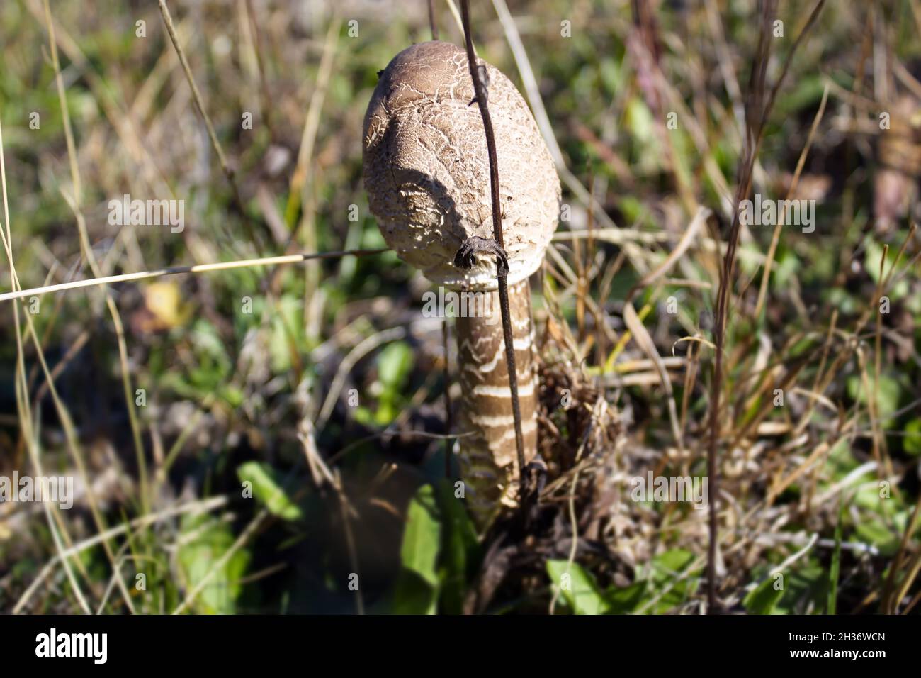 Closeup shot of a Slender Parasol mushroom growing in the woods Stock Photo