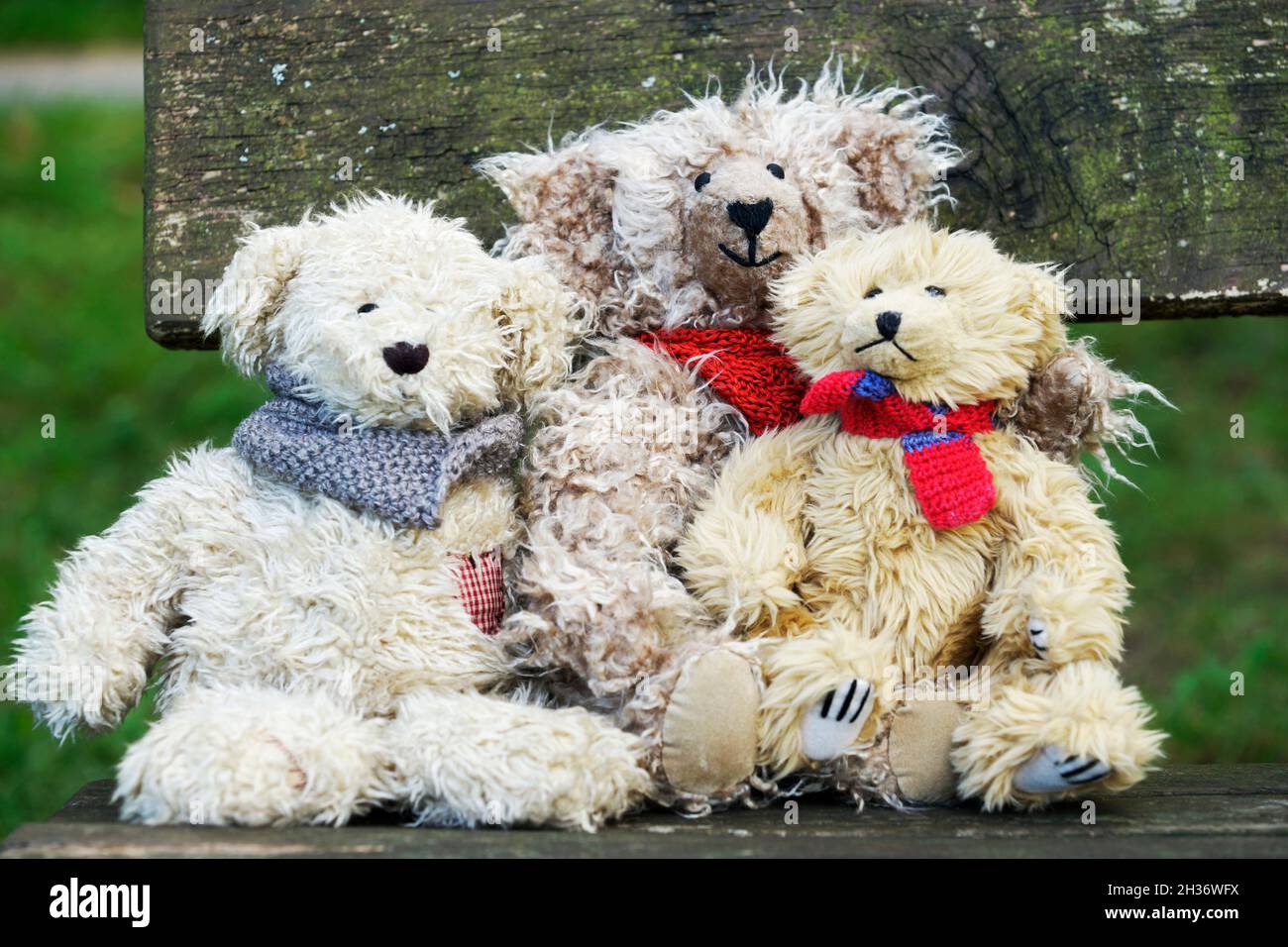 Teddy bears cuddly friends brought to life Stock Photo