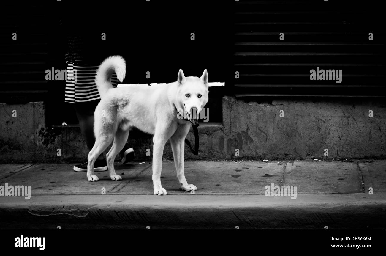Dogs in black and white Stock Photo - Alamy