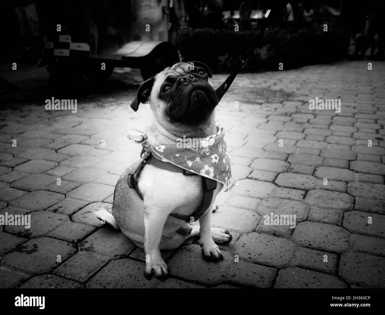 Dogs in black and white Stock Photo Alamy