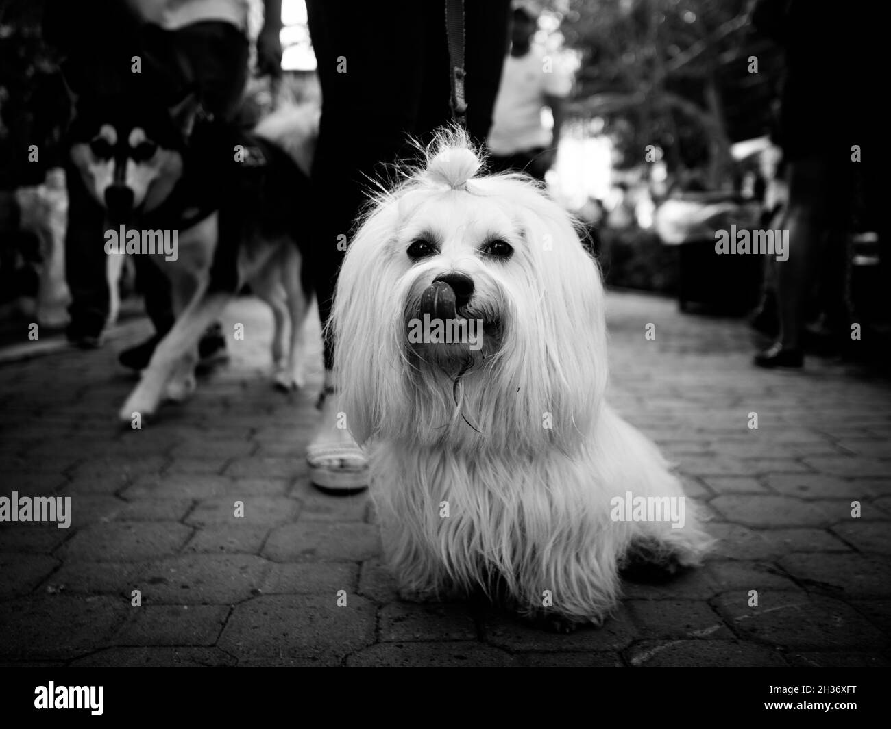 Dogs in black and white Stock Photo Alamy