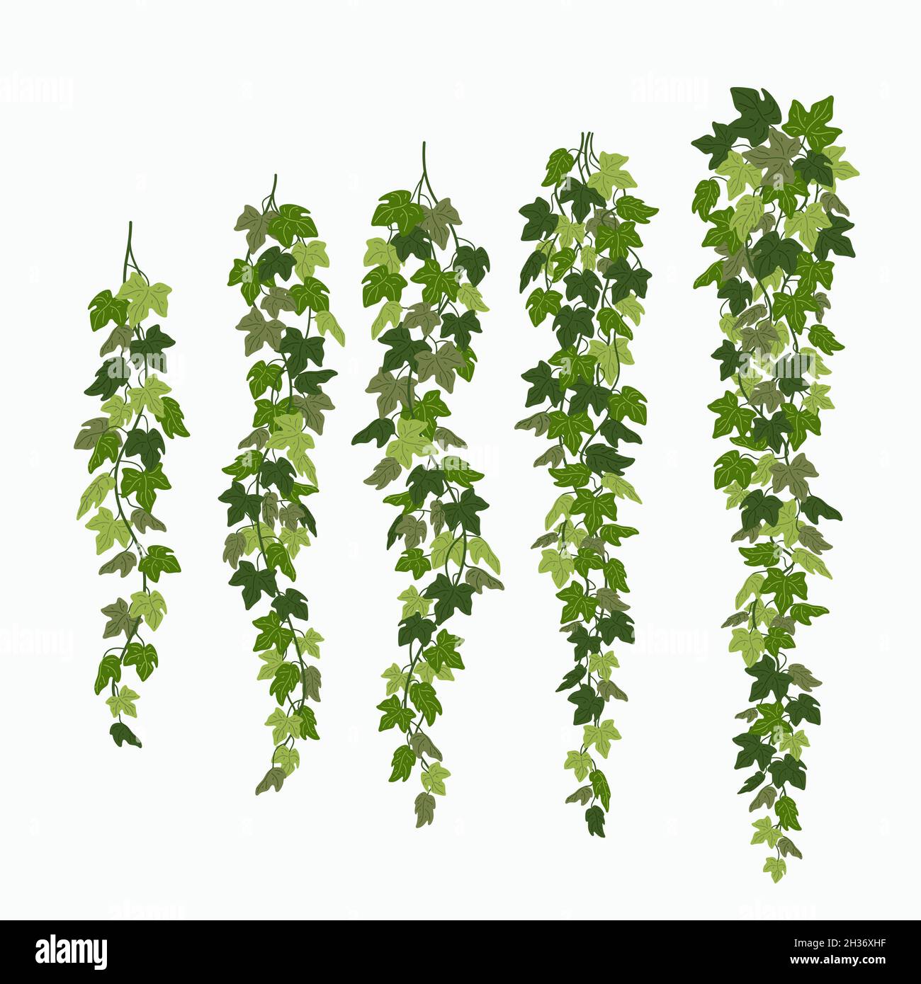 Ivy vines, green leaves of a creeper plant isolated on white background