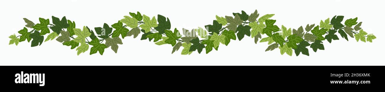 Ivy festoon, green creeper decorative border isolated on white ...