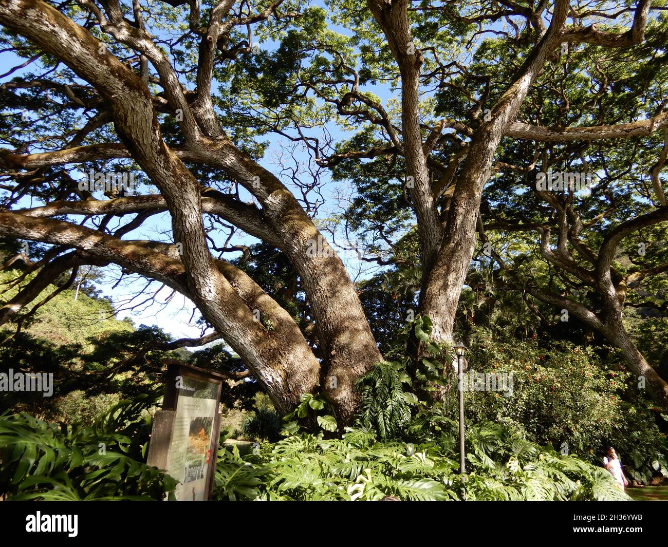 Oahu, HI U.S.A. 6/4&7/2021. Waimea Valley Visitors Center. Waimea