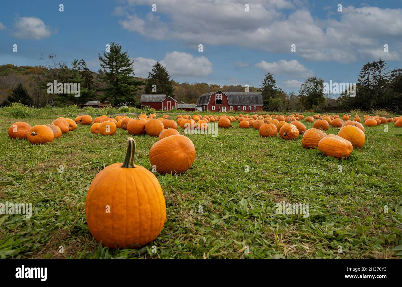 Pumpkins arranged on grass field in front of old red barn and corn stalks under blue cloudy sky for fun fall family activity Stock Photo