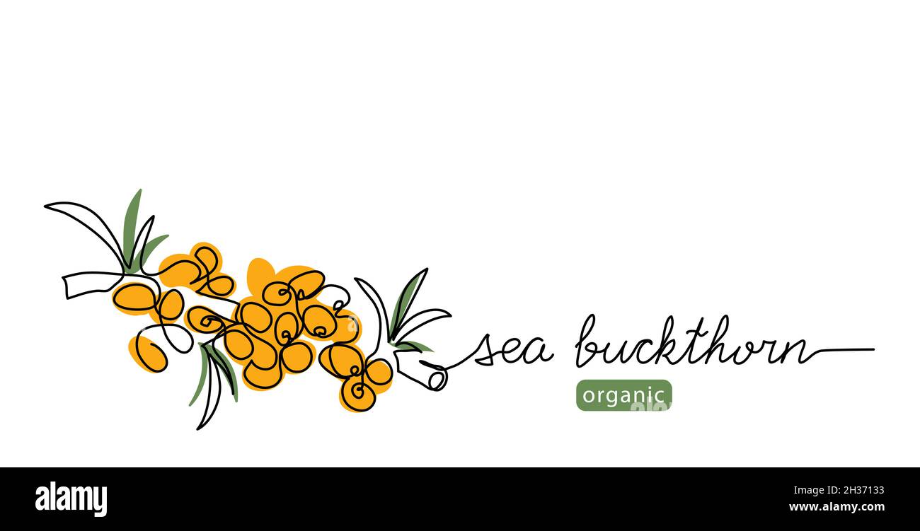 Sea buckthorn berry simple vector illustration. One continuous line art drawing with lettering organic sea buckthorn berry. Stock Vector