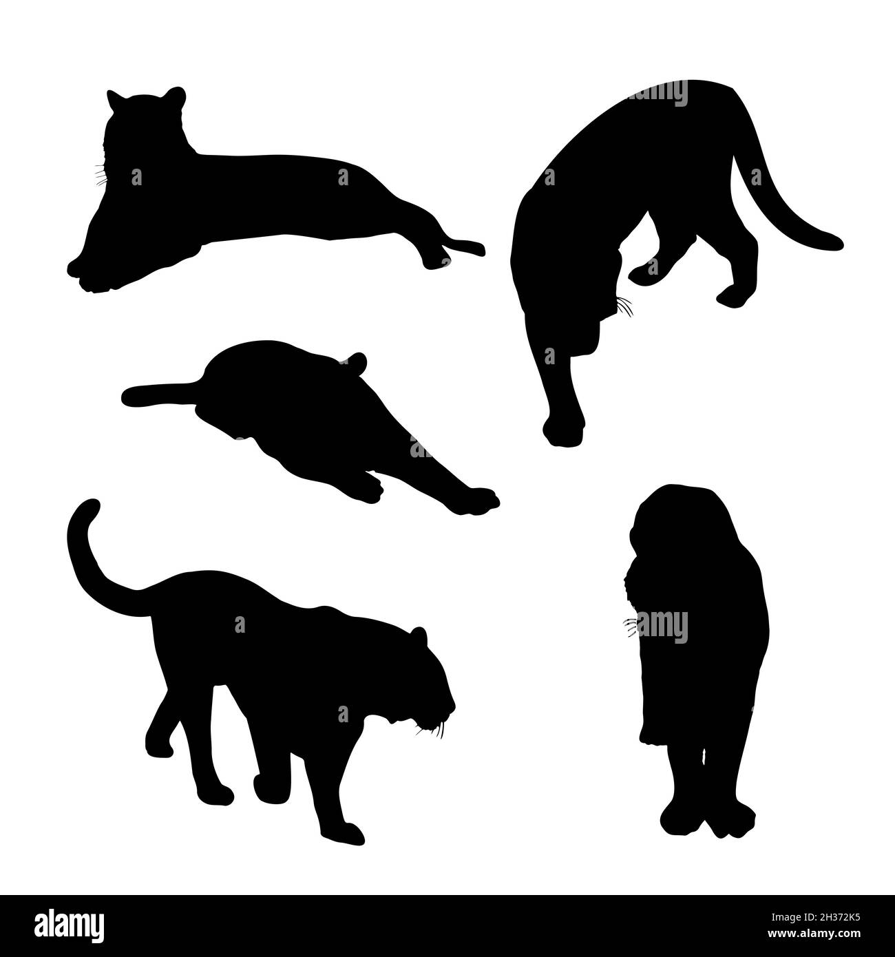 Set Of Big Tiger Black Silhouettes Chinese Tigers In Different Poses Vector Illustration Stock 