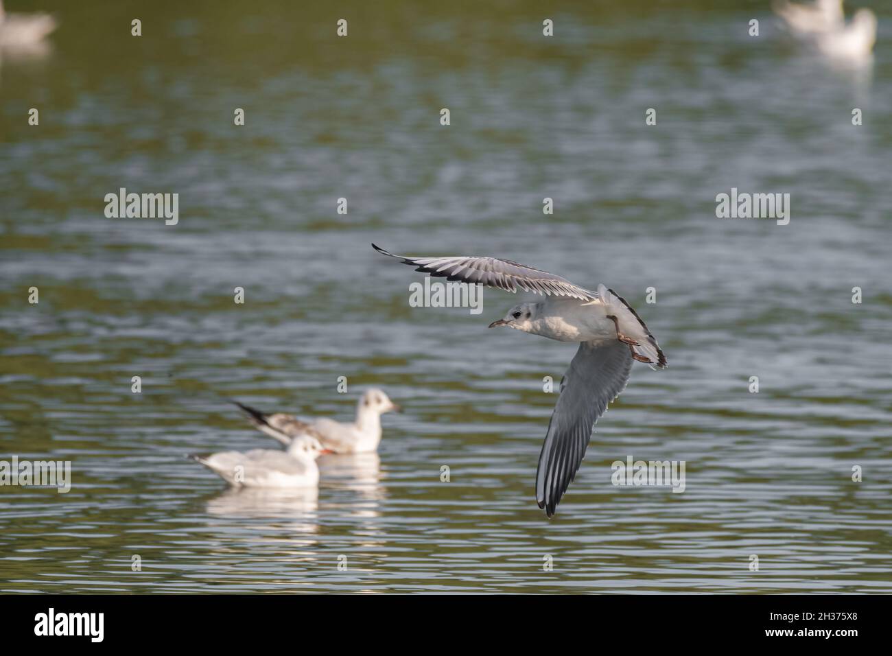 Black-Headed Gulls in flight. Non breeding adult Black Headed Gulls with winter plumage. Stock Photo