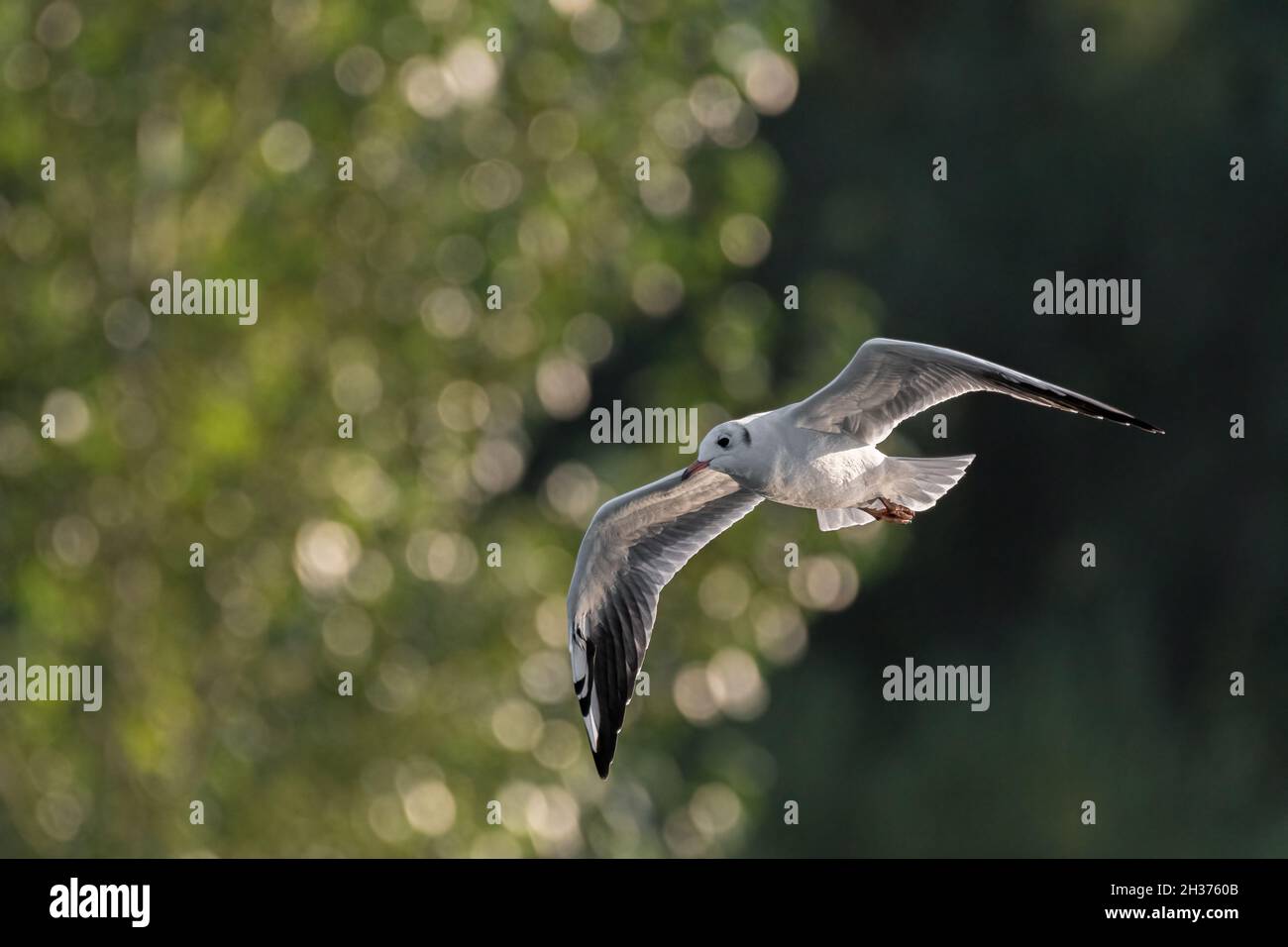 Black-Headed Gulls in flight. Non breeding adult Black Headed Gulls with winter plumage. Stock Photo