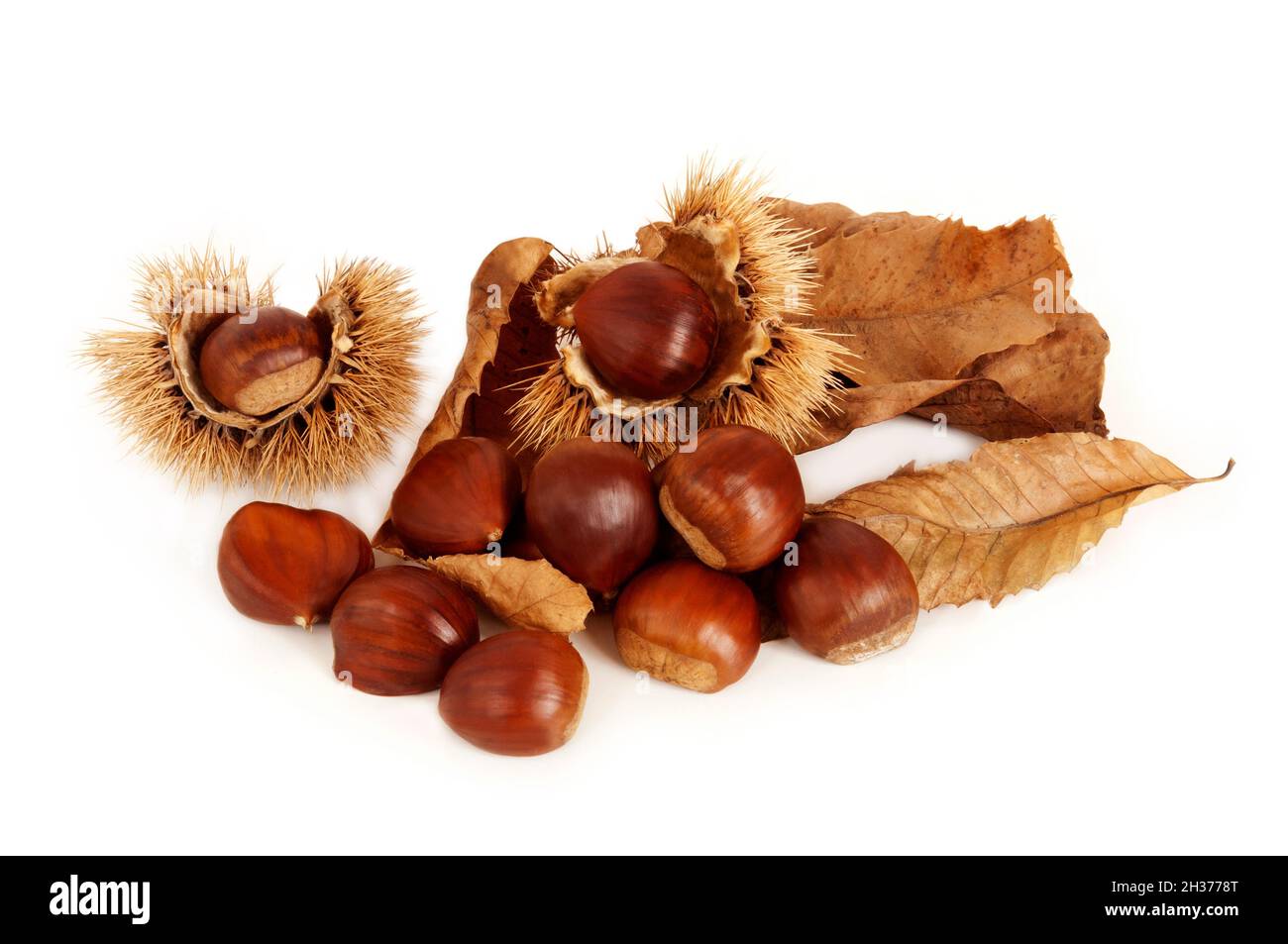 Group of chestnuts, dried leaves and husk open arranged on white ...