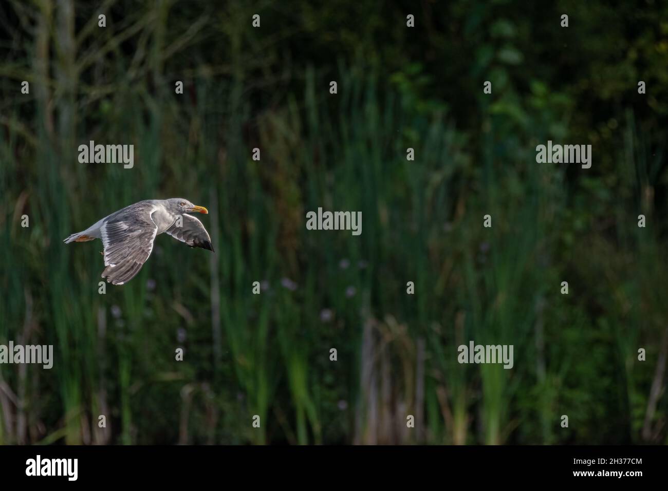 Adult Herring Gull in flight. Adult Herring Gull, Larus argentatus in flight over a lake. Stock Photo