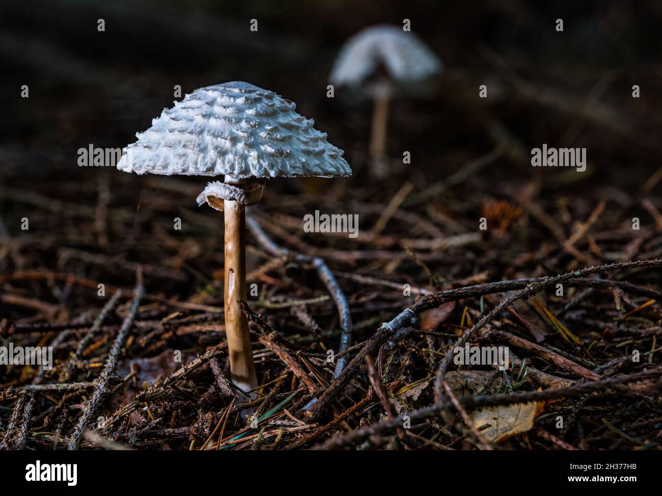 Shaggy parasol fungus or wild mushroom (Chlorophyllum rhacodes) growing on forest floor in woodland, Scotland, UK Stock Photo