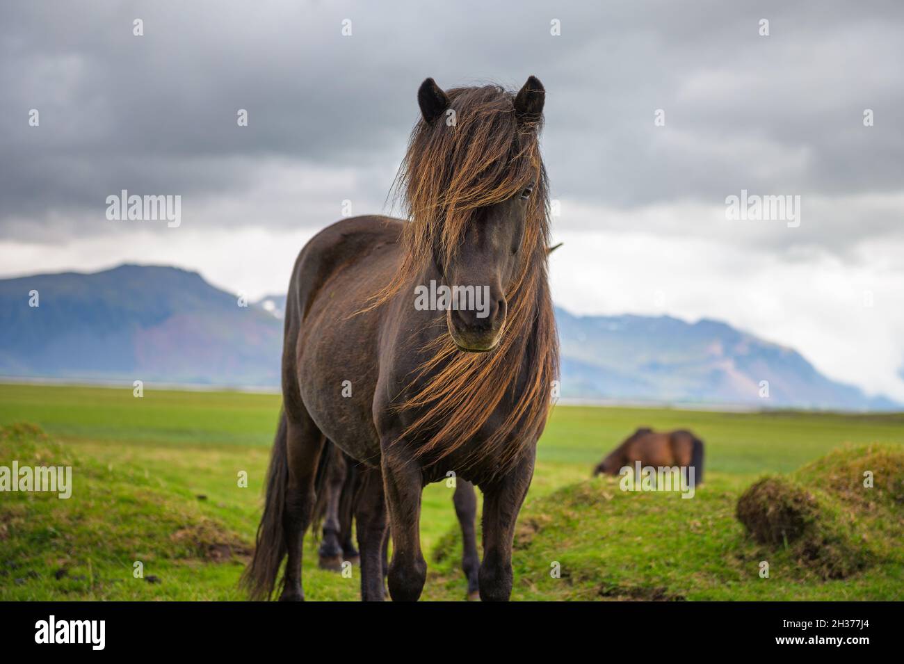 Icelandic horse in the scenic nature landscape of Iceland Stock Photo